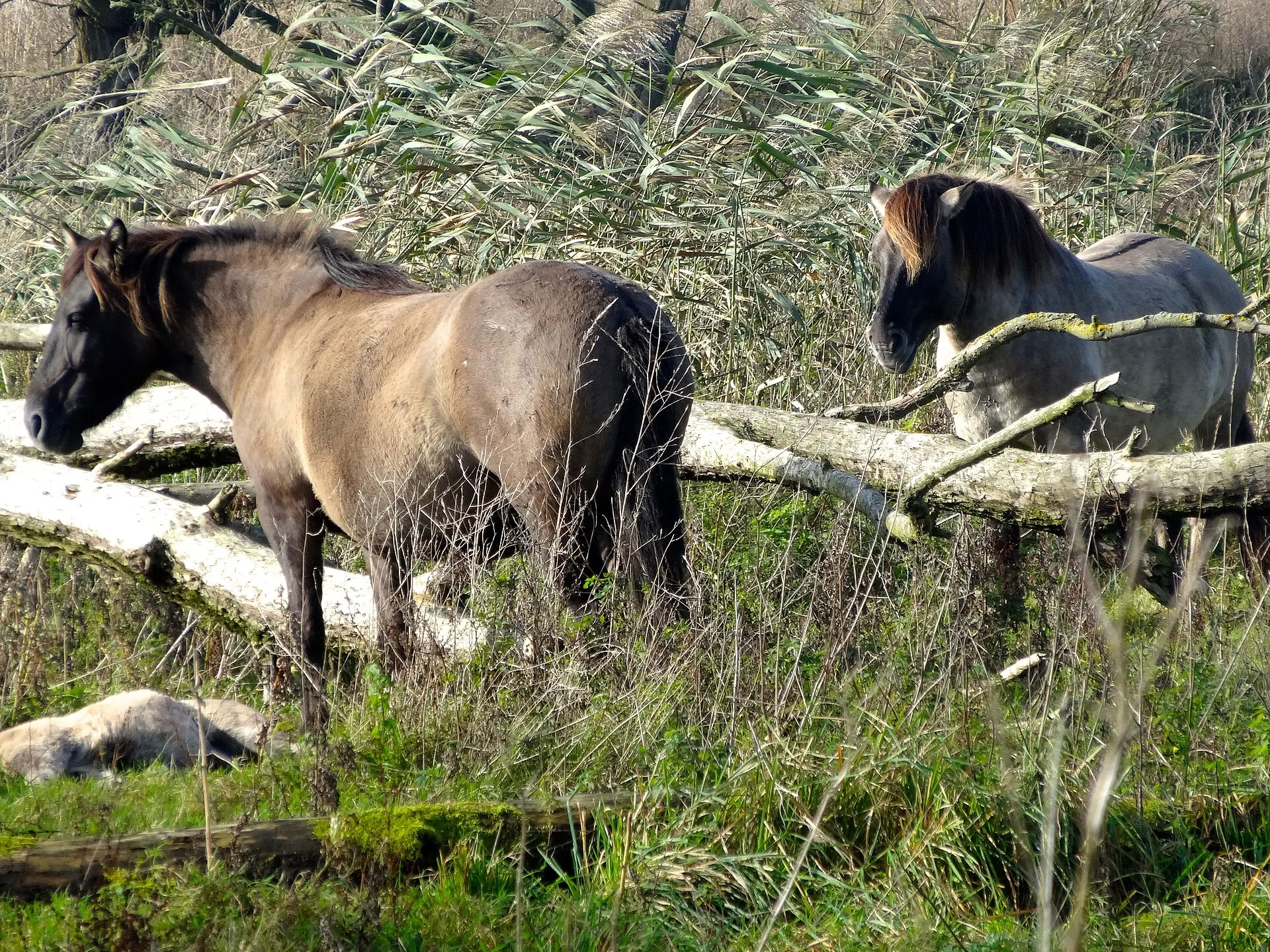 Twee konikpaarden tussen het riet in de Oostvaardersplassen